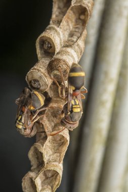 kağıt arı arıların yakın çekim