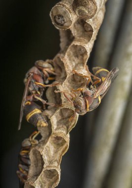 Yaban arısı yuvada.