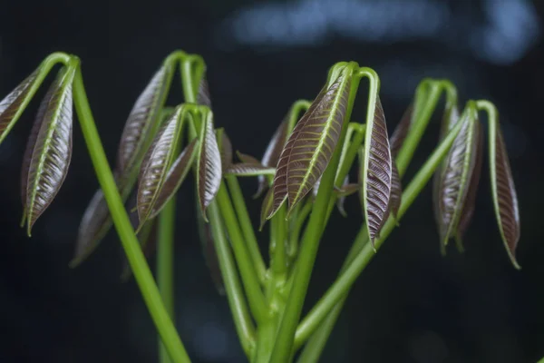 Primer Plano Las Hojas Jóvenes Del Árbol Goma — Foto de Stock