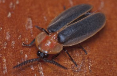 firefly böcek yakın çekim