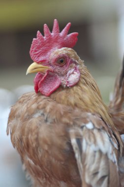 küçük malezya serama tavuk hakkında her şey.