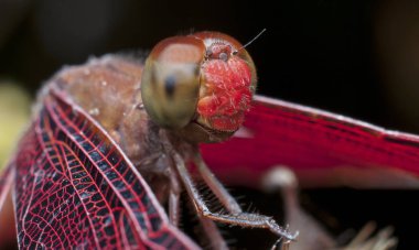 kırmızı vücut yusufçuk yakın çekim