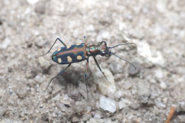 Tiger beetle on sandy ground. clipart