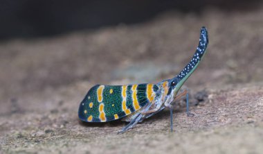 Ağaçta fener böceği