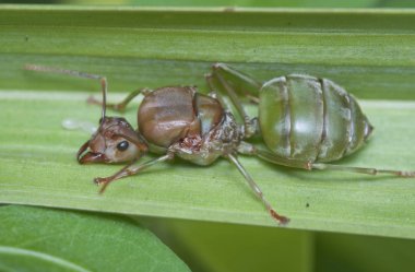 yaprak üzerinde büyük kraliçe dokumacı karınca