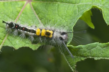 tussock güve larvası yakın çekim
