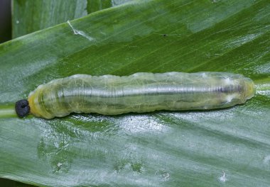 Yeşil parlak tırtıl ile yakın laş.