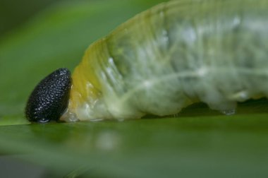 Yeşil parlak tırtıl ile yakın laş.