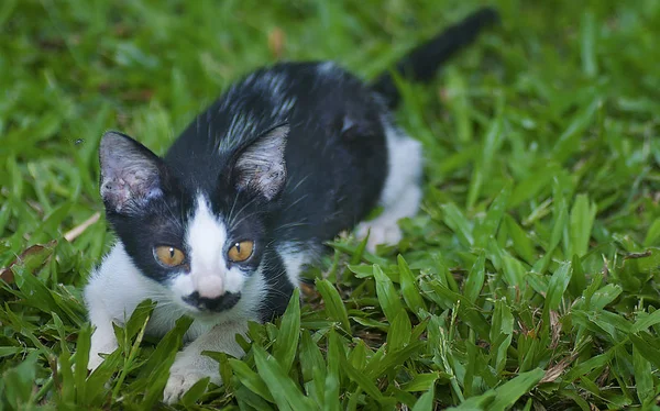 Schwarz Weiß Gefärbte Kätzchen Spielen Auf Dem Gras — Stockfoto