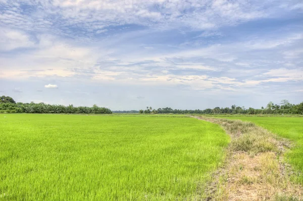 Szene Von Reisfeldern Tag — Stockfoto