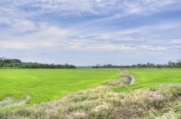 Scena Campo Risaia Durante Giorno — Foto Stock