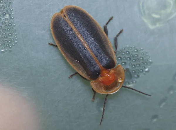 Close Shot Firefly Insect — Stock Photo, Image