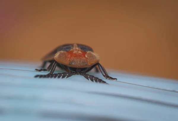 Närbild Skott Firefly Insekt — Stockfoto