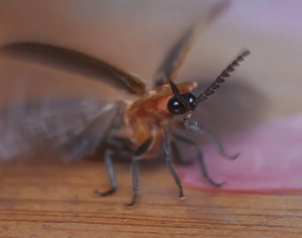 Bliska Strzał Owadów Firefly — Zdjęcie stockowe