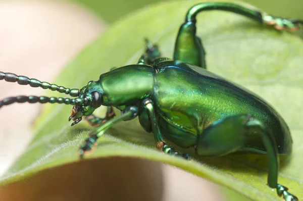 绿色甲虫的全身射击 — 图库照片