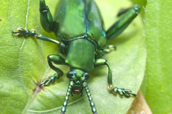 Whole body shots of green beetle.