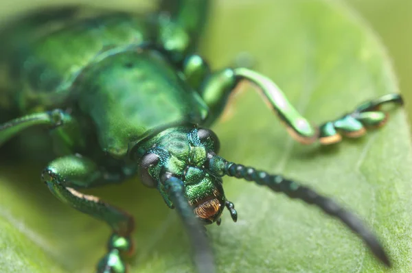 绿色甲虫的全身射击 — 图库照片