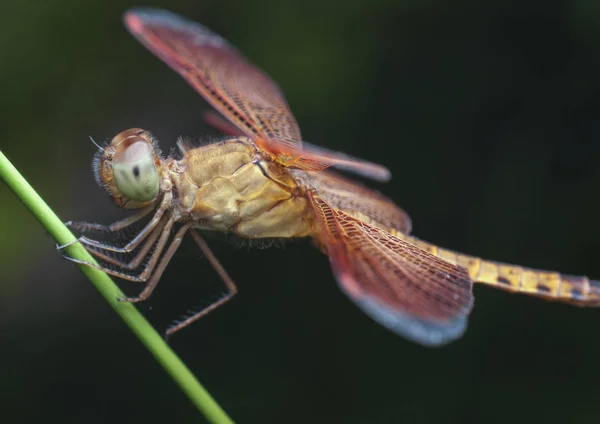 Konec Záběru Červené Tělesné Dragonmouchy — Stock fotografie