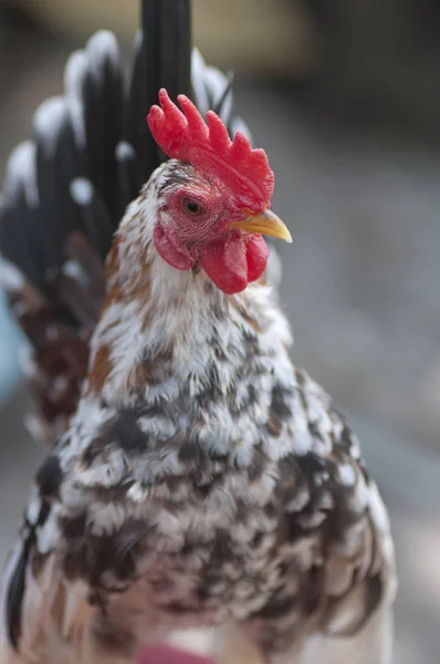 All Small Malaysian Serama Chickens — Stock Photo, Image