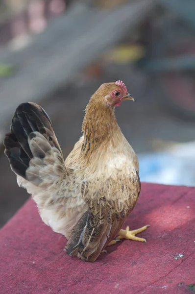 all about small malaysian serama chickens.