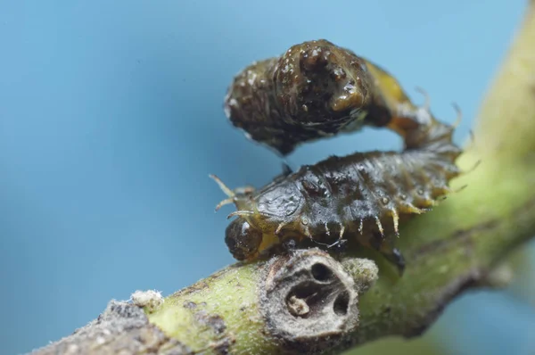 극단적 배설물 딱정벌레 — 스톡 사진