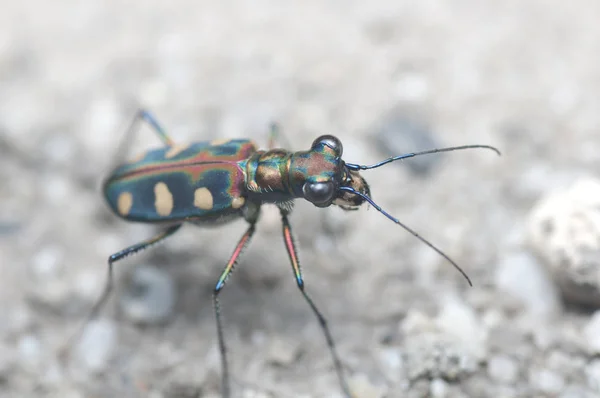 Tiger beetle on sandy ground.