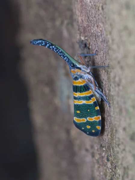 Bug Lanterne Sur Arbre — Photo