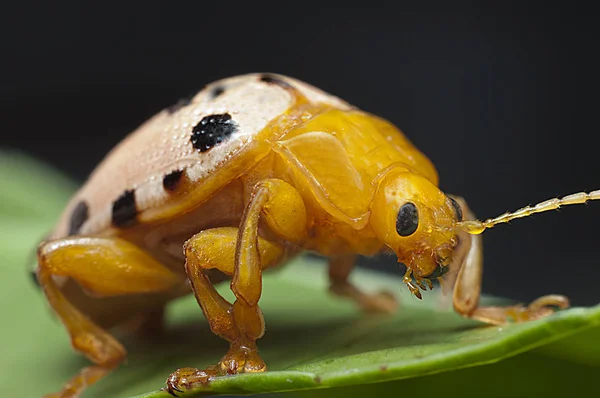 Primo Piano Epilachna Varivestis — Foto Stock