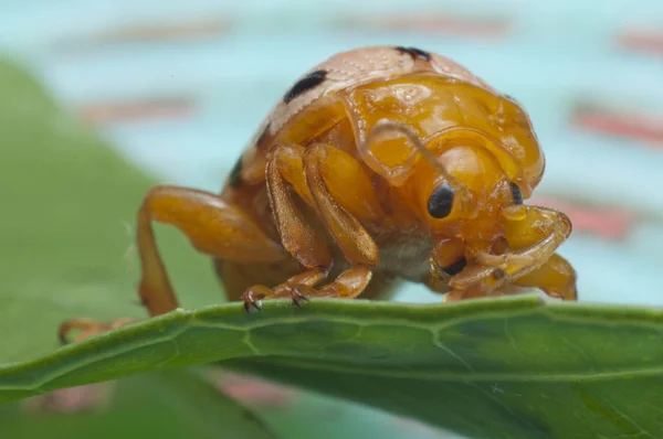 Primer Plano Epilachna Varivestis — Foto de Stock