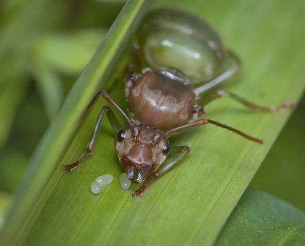 big queen weaver ant on leaf