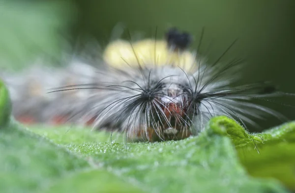 タソック蛾幼虫のクローズアップショット — ストック写真