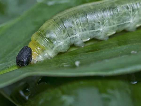 Närbild Med Grön Glänsande Caterpillar — Stockfoto