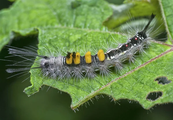 Primer Plano Tiro Larvas Polilla Tussock — Foto de Stock