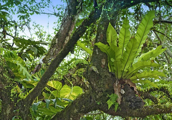 Samambaia Ninho Pássaro Crescendo Tronco Árvore — Fotografia de Stock