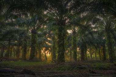 Eski palmiye yağı ağacı çiftliği sahnesi