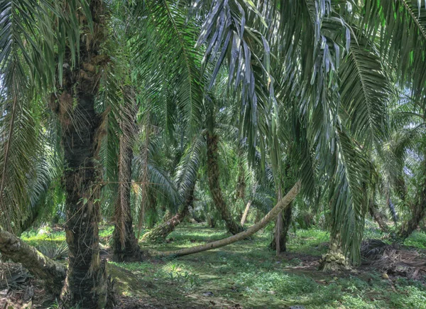 scene of Old palm oil tree farm