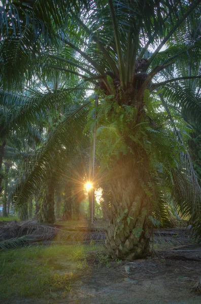scene of Old palm oil tree farm