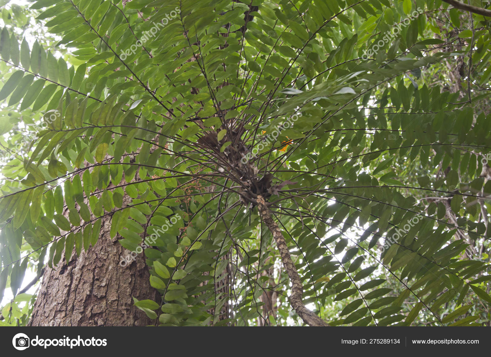 Image Tongkat Ali Herbal Plant Stock Photo by ©sweemingyoung 275289134