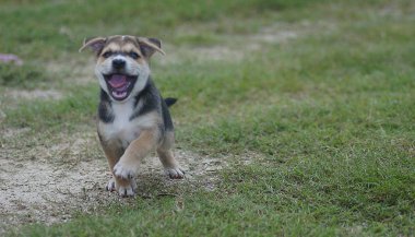 parkta çalışan köpek yavrusu