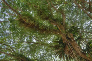 Banyan ağacının asma dalları