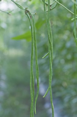 tüm uzun fasulye sebze ekimi hakkında