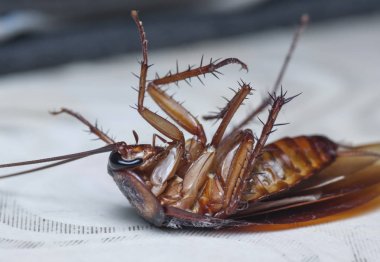 Hamamböceği baş aşağı yatıyordu.