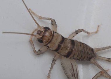 açık kahverengi iç kriket.