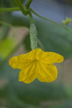 salatalık yetiştiriciliği hakkında her şey 