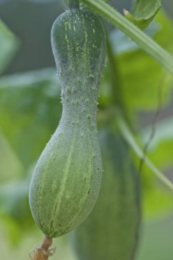 salatalık yetiştiriciliği hakkında her şey 