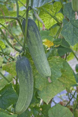 salatalık yetiştiriciliği hakkında her şey 