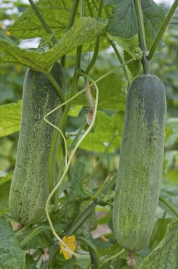 salatalık yetiştiriciliği hakkında her şey 