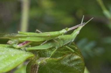yeşil koni baş çekirge mite