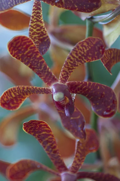 variety species, colors and shapes of orchid flowers