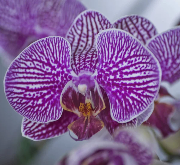 Variedade Espécies Cores Formas Flores Orquídeas — Fotografia de Stock